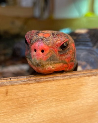 Photo post from carapacecritters.