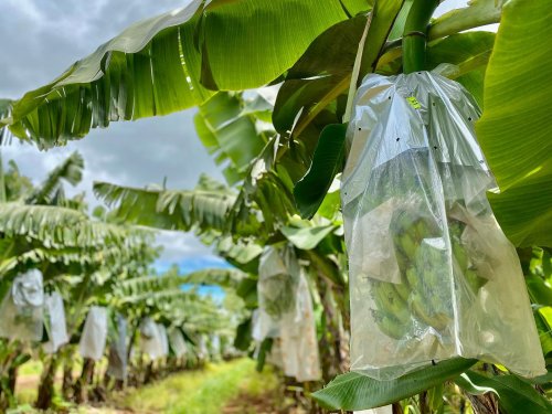Photo post from howefarming.