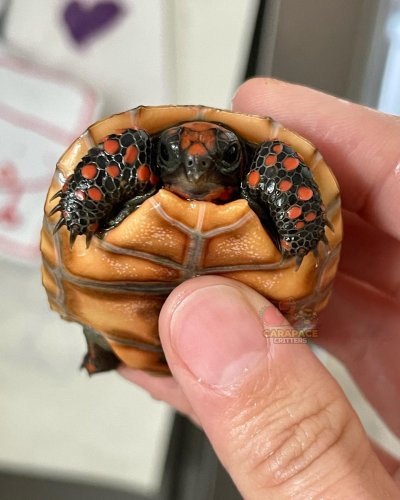 Photo post from carapacecritters.