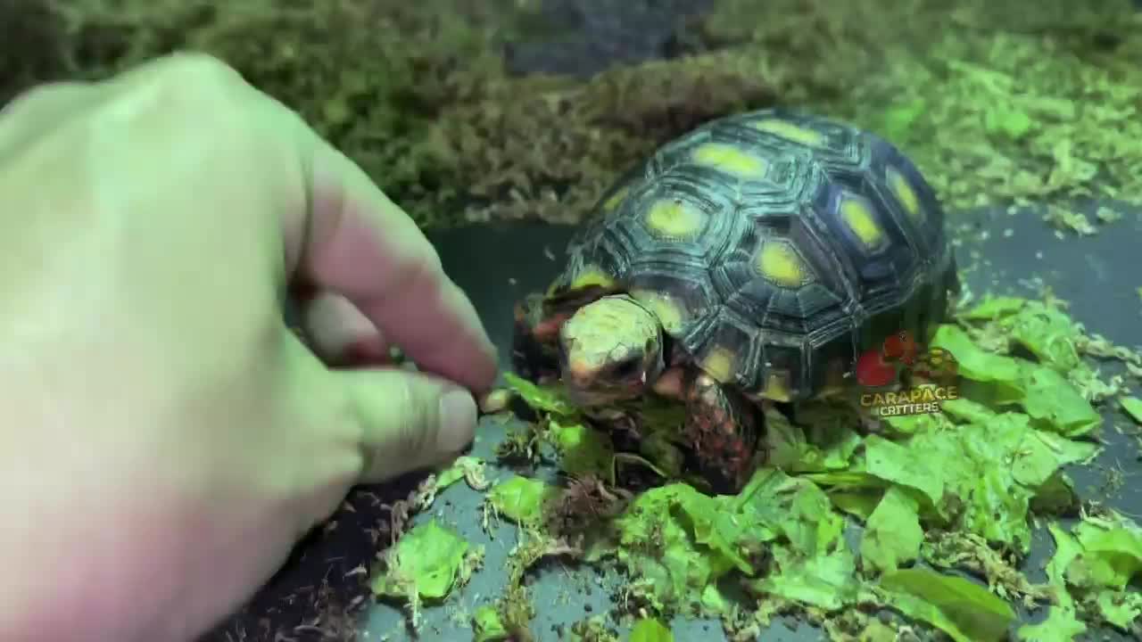 Video post from carapacecritters.