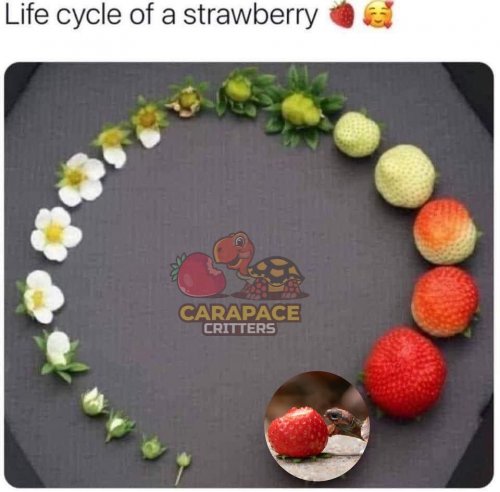 Photo post from carapacecritters.