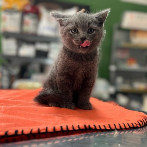 Carousel post from clinica_veterinaria_dourosul.