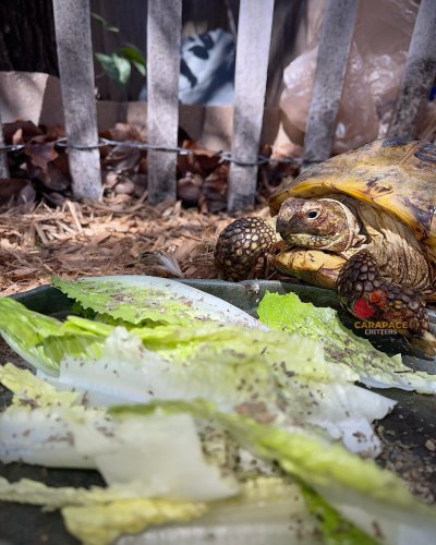 Photo post from carapacecritters.