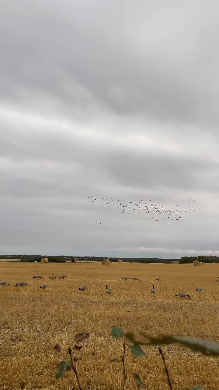 Video post from northernskiesoutfitters.