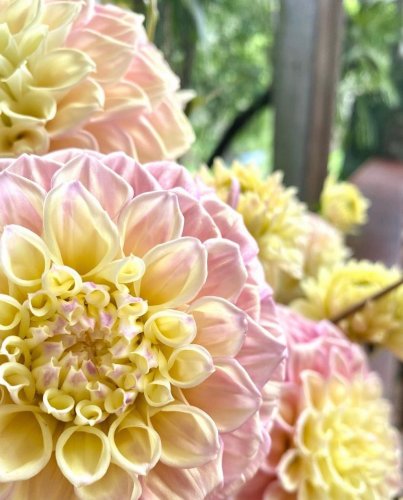 Photo post from currumbinvalleyharvest.