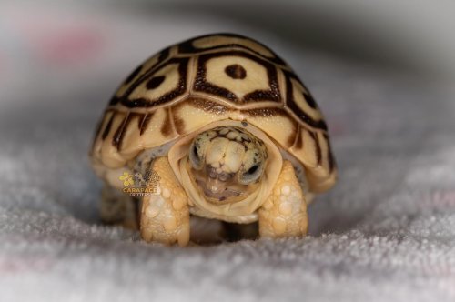 Photo post from carapacecritters.