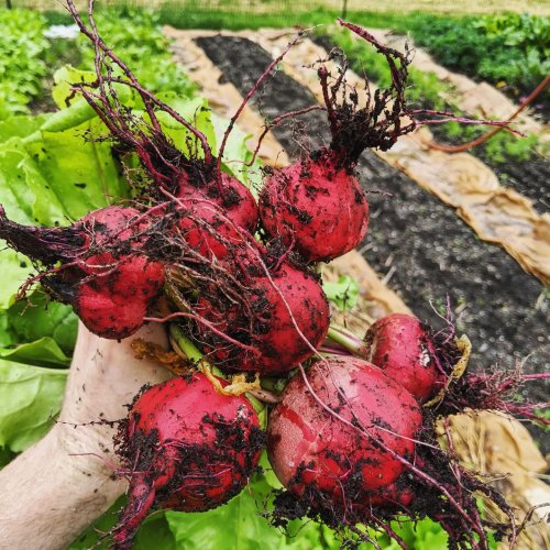 Photo post from hungryhollowfarm.