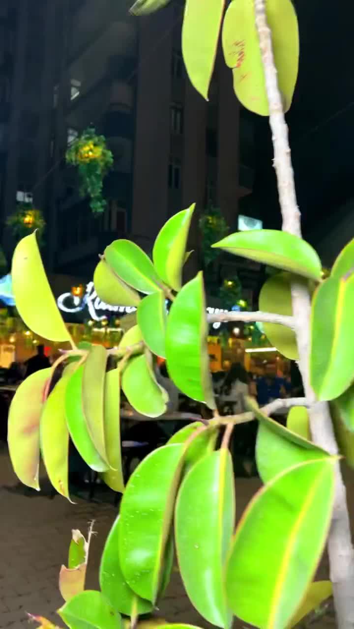 Video post from katmercidayiadana.