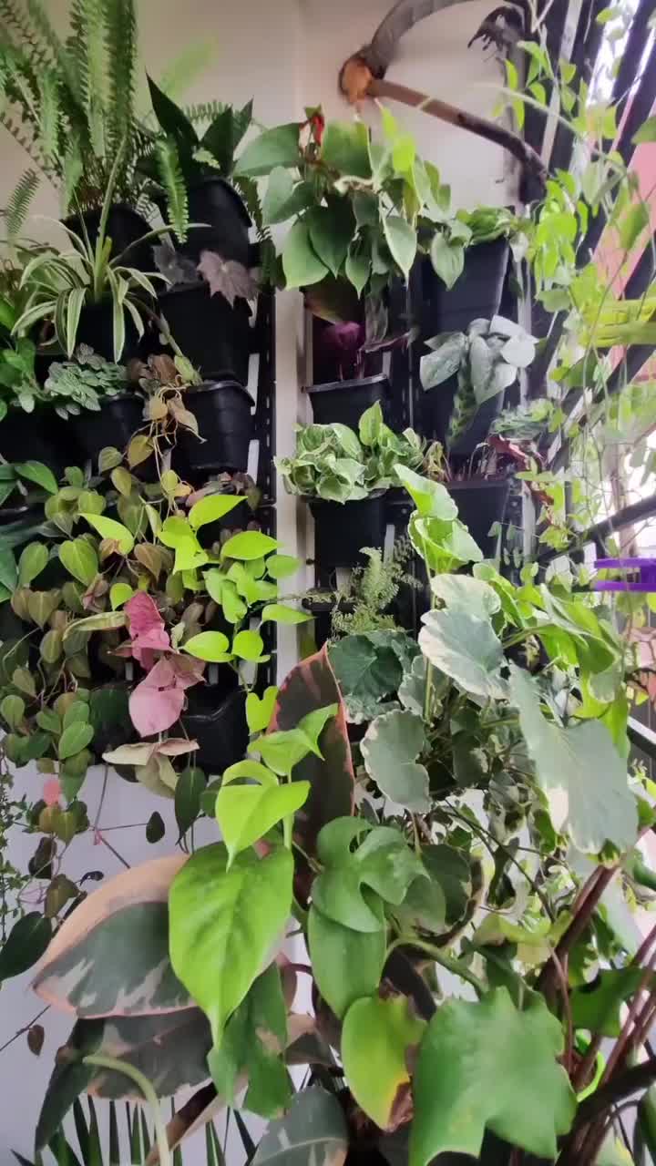 Video post from purkinje_crazyforplants.