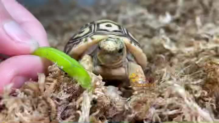 Video post from carapacecritters.