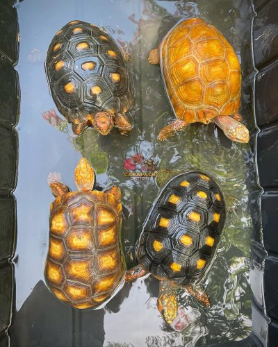 Photo post from carapacecritters.