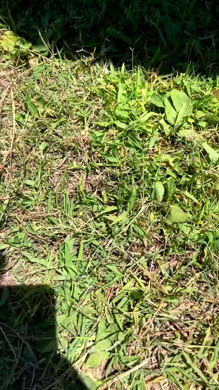 Video post from vtwinnow.