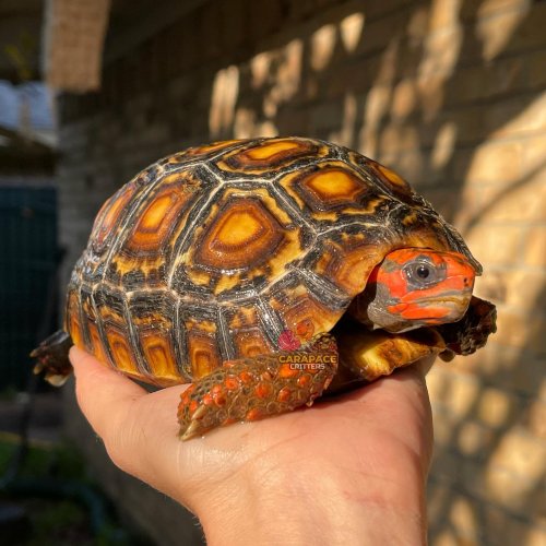 Photo post from carapacecritters.