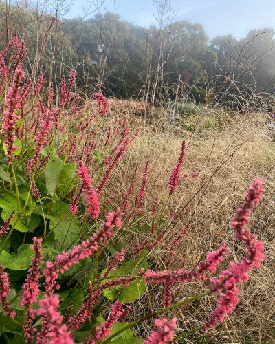 Photo post from sussexprairies.