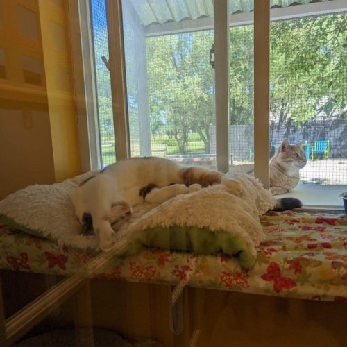 Photo post from cats.cradle.winnipeg.