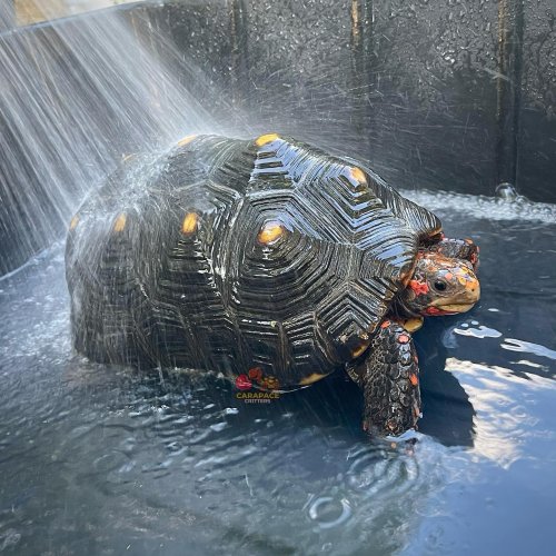 Photo post from carapacecritters.