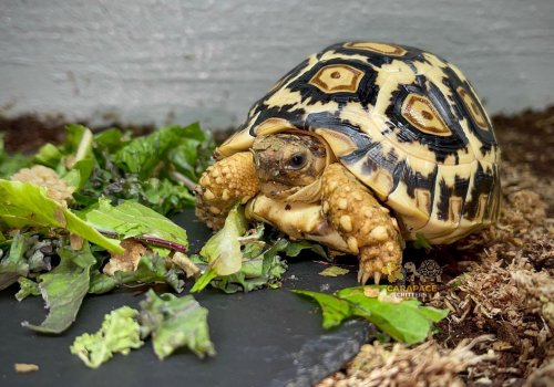 Photo post from carapacecritters.