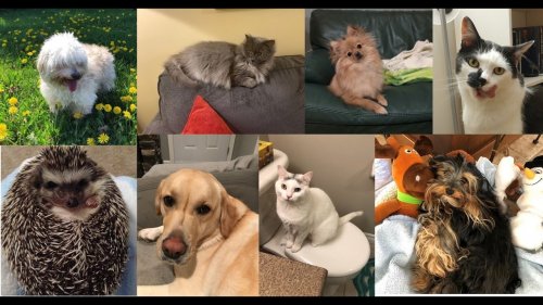 Photo post from The Dementia Society of Ottawa and Renfrew County.