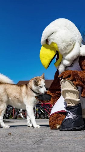 Video post from bostoncollege.