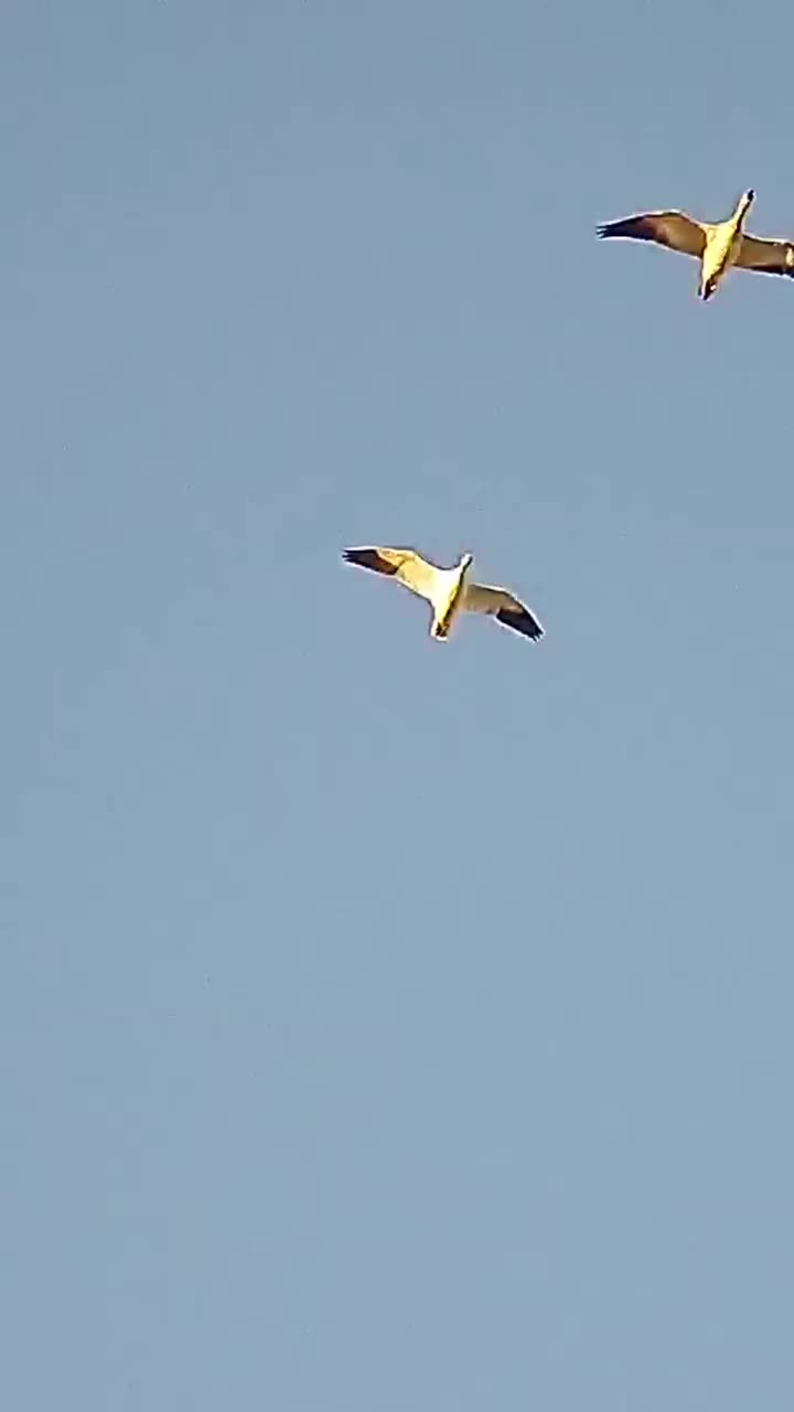 Video post from northernskiesoutfitters.