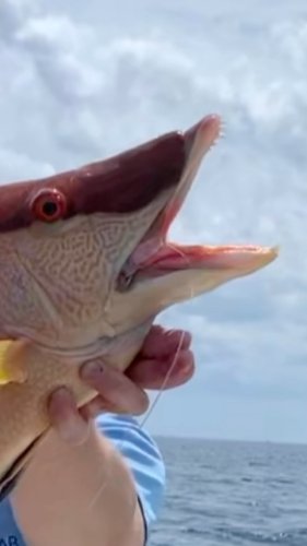 Video post from ejs_fishing_charters.