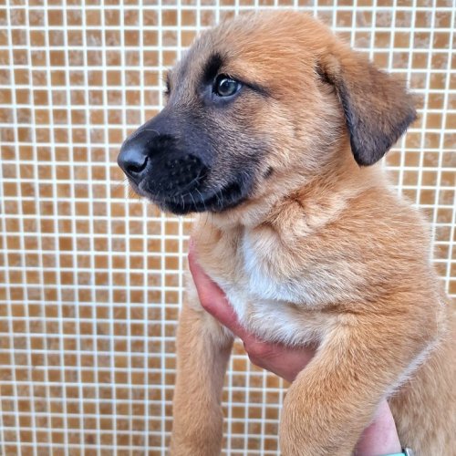 Carousel post from clinica_veterinaria_dourosul.