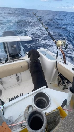 Video post from ejs_fishing_charters.