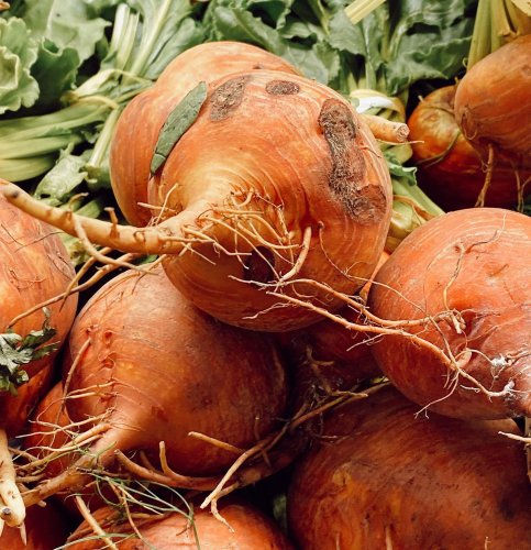 Photo post from farmbox_arizona.