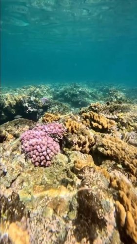 Video post from octopusresort.