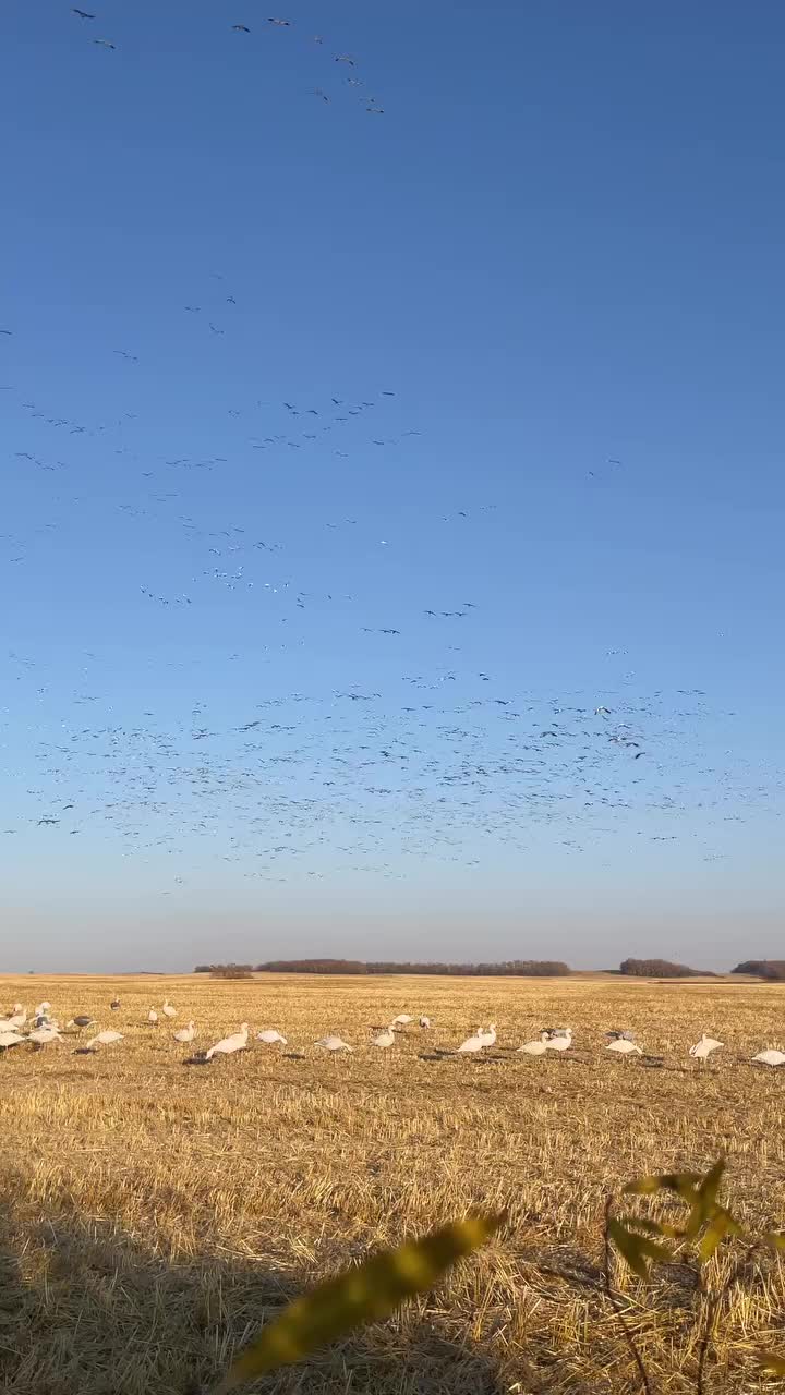 Video post from northernskiesoutfitters.