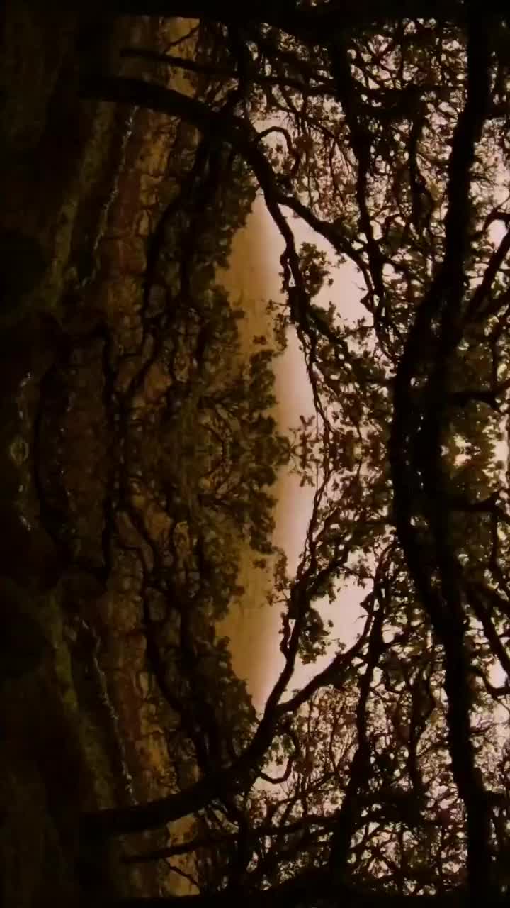 Video post from owae.ga.