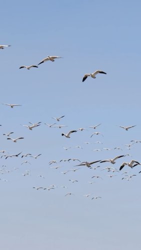 Video post from northernskiesoutfitters.