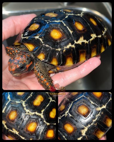 Photo post from carapacecritters.