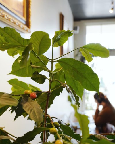 Photo post from nordaggioscoffee.