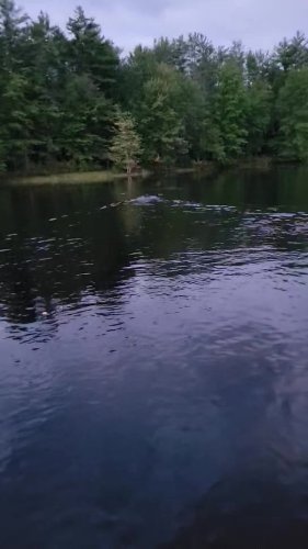 Video post from reddogguideservice.