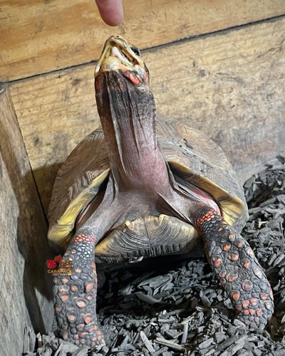 Photo post from carapacecritters.