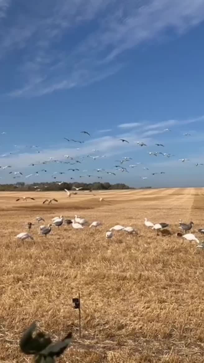 Video post from northernskiesoutfitters.