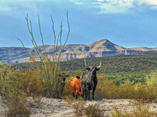 Photo post from visittucson.