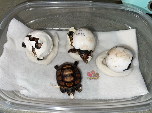 Photo post from carapacecritters.