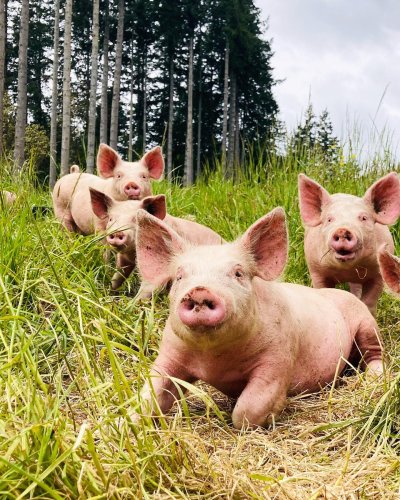 Photo post from hungryhollowfarm.