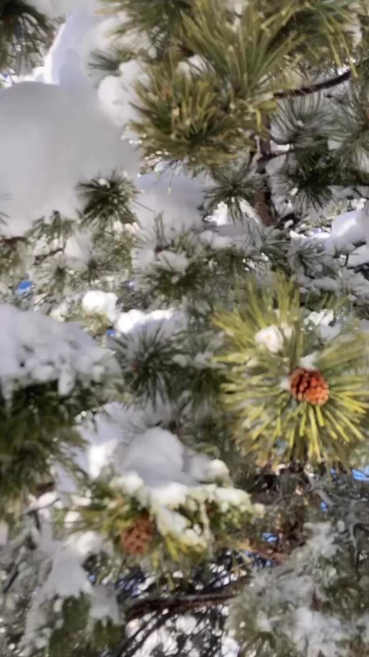 Video post from cacflatirons.