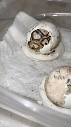 Video post from carapacecritters.