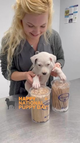 Video post from familyanimalhospitalcm.