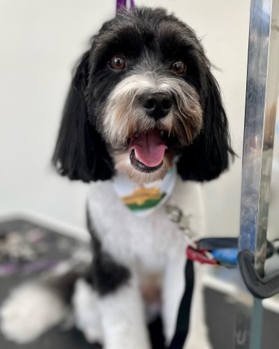 Carousel post from k9playtimedoggydaycare.