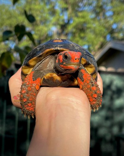 Photo post from carapacecritters.