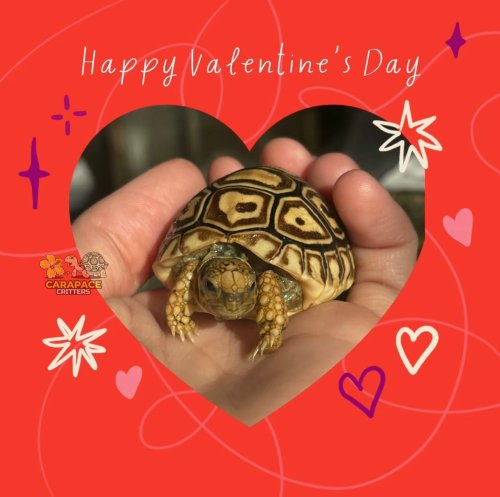 Photo post from carapacecritters.