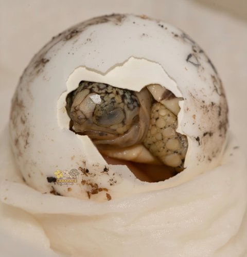 Photo post from carapacecritters.