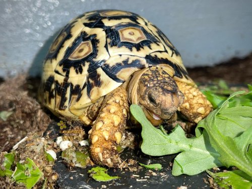 Photo post from carapacecritters.