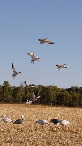 Video post from northernskiesoutfitters.