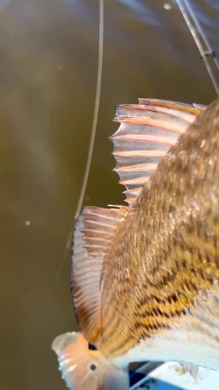 Video post from drum_man_charters.